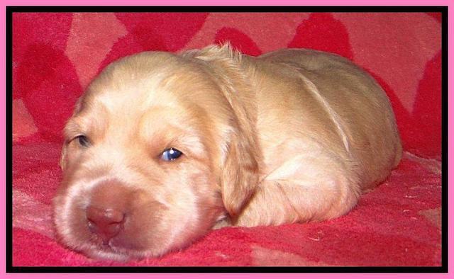 RC pups 2 wks 2012 (31)