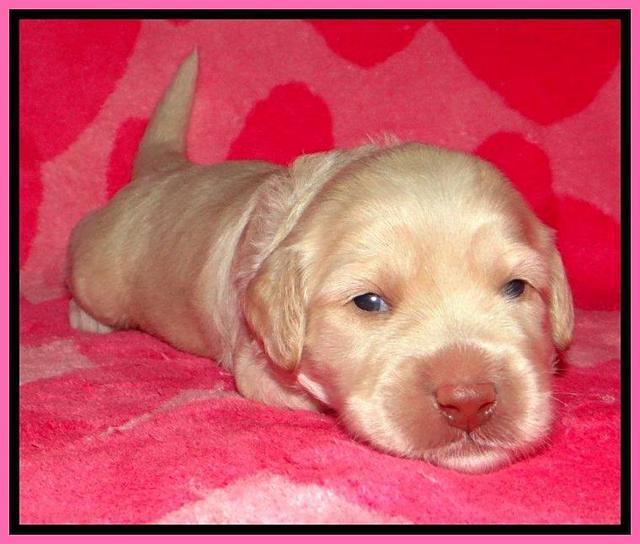 RC pups 2 wks 2012 (33)