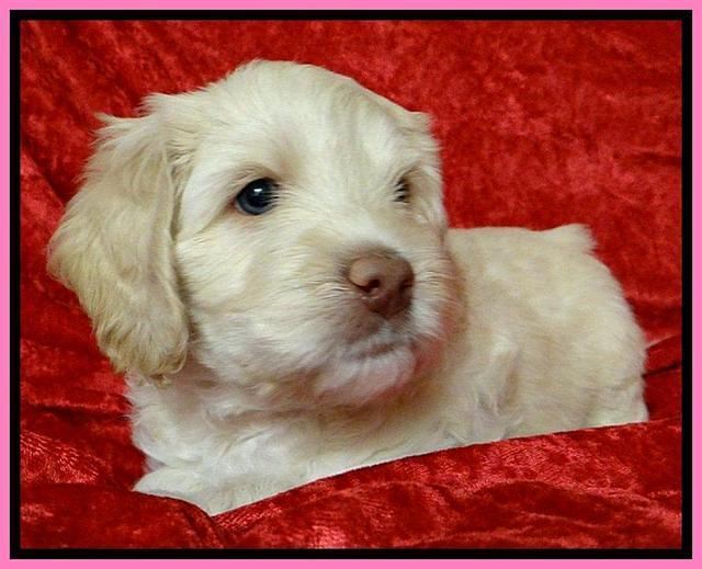 Roo Pink 5 wks 2012 (2)