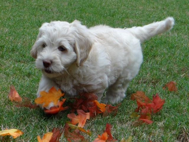 Roo Pink 7 wks 2012 (3)