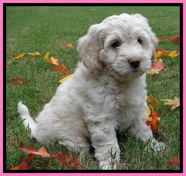 Roo Pink 7 wks 2012 (4)