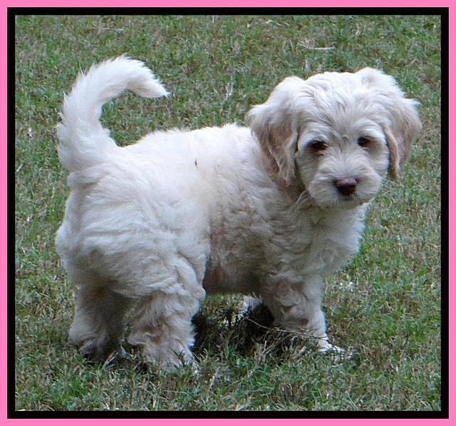 Roo Pink 7 wks 2012 (6)