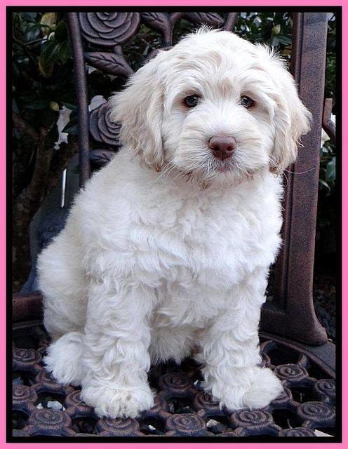 Roo Pink 8 wks 2012 (5)