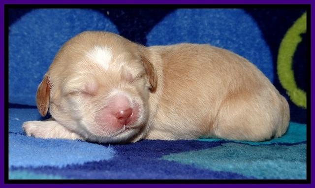 GC pups 1 wk old 11