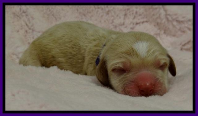 GC pups newborn 1