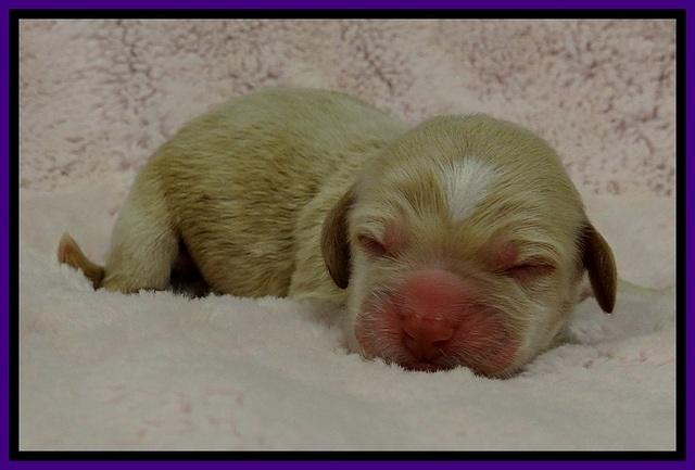 GC pups newborn 2