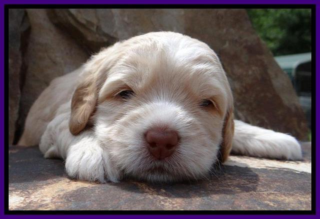 RC Purple 3 wks 2012 (3)