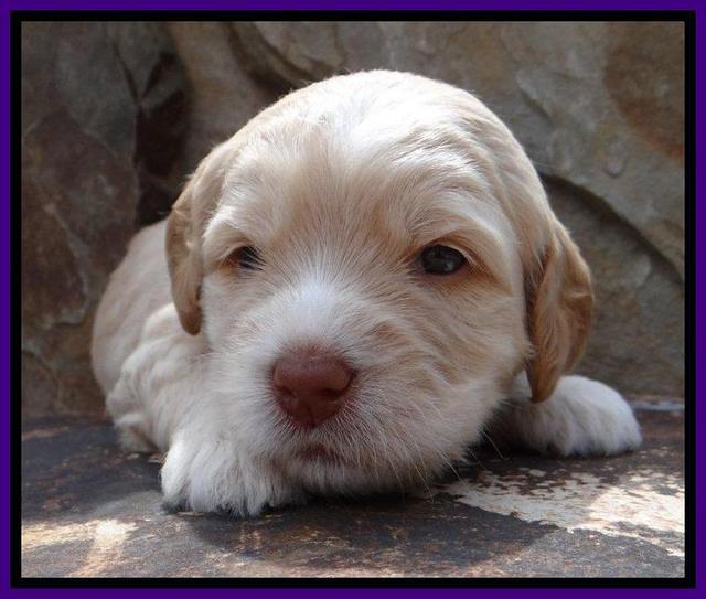 RC Purple 3 wks 2012 (4)