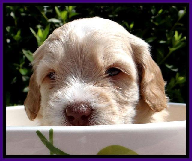 RC Purple 4 wks 2012 (13)