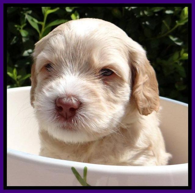 RC Purple 4 wks 2012 (16)