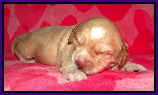 RC pups 2 wks 2012 (35)