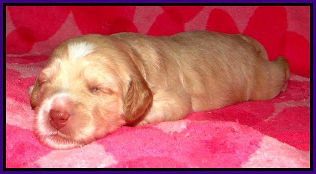 RC pups 2 wks 2012 (37)