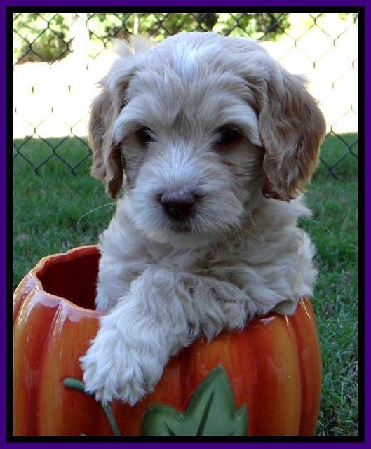 Roo Champ pups 6 wks old 252