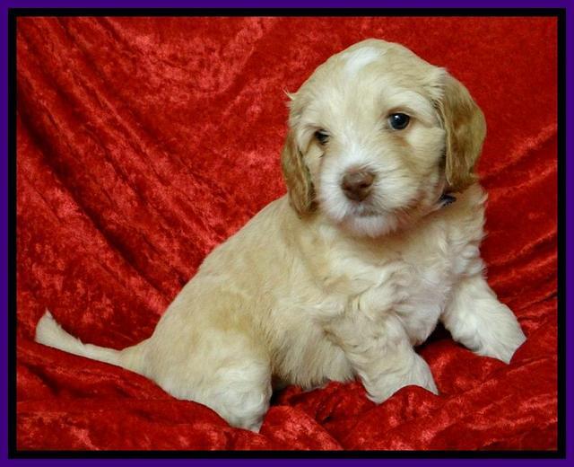 Roo Purple 5 wks 2012 (2)