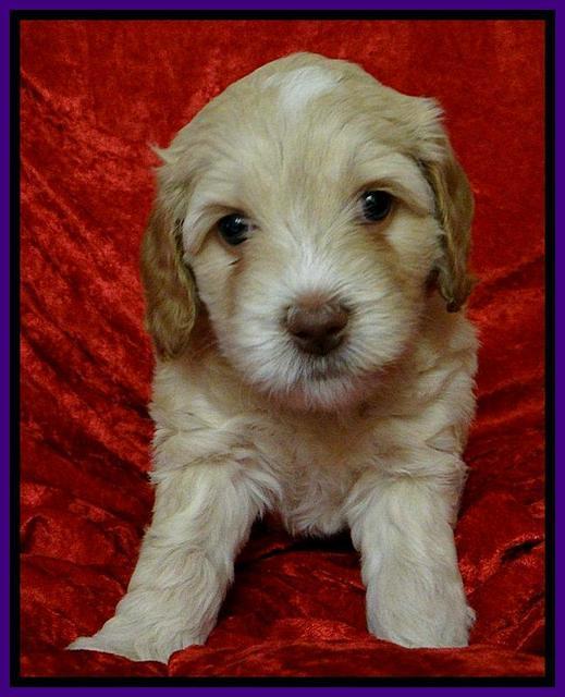 Roo Purple 5 wks 2012