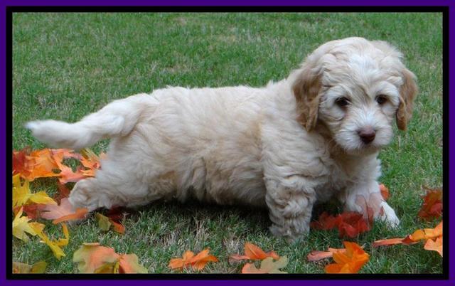 Roo Purple 7 wks 2012 (3)