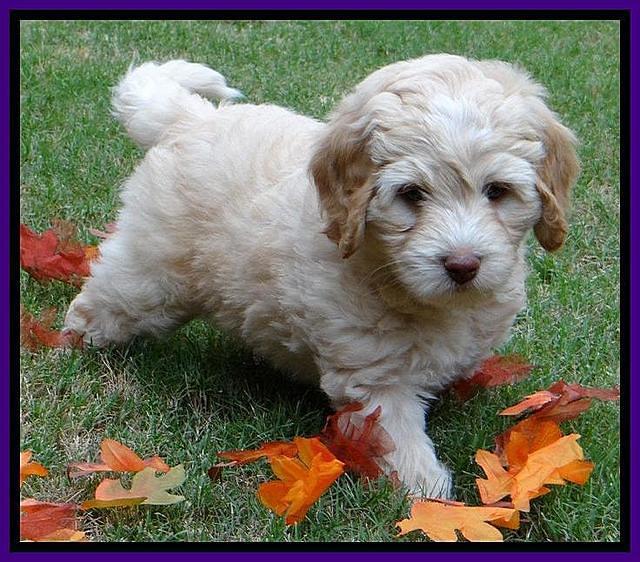 Roo Purple 7 wks 2012 (4)