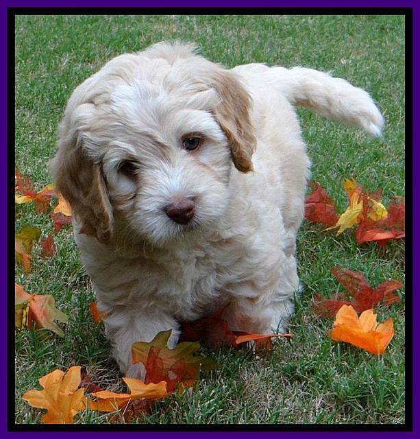 Roo Purple 7 wks 2012