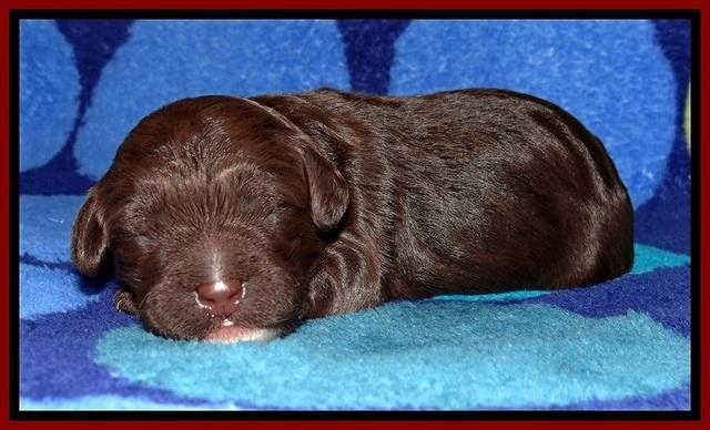 GC pups 1 wk old 7