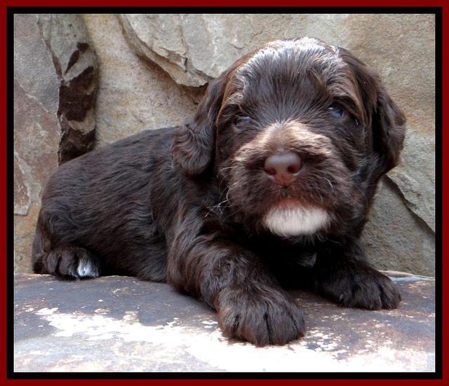 RC Red 3 wks 2012 (5)