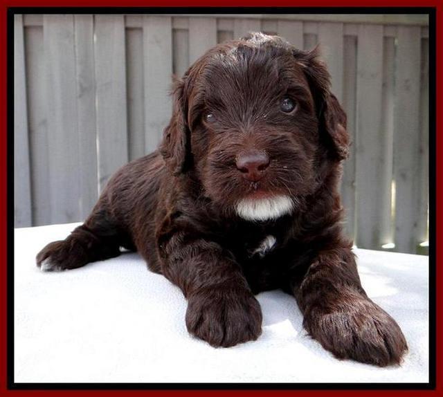 RC Red 4 wks 2012 (12)