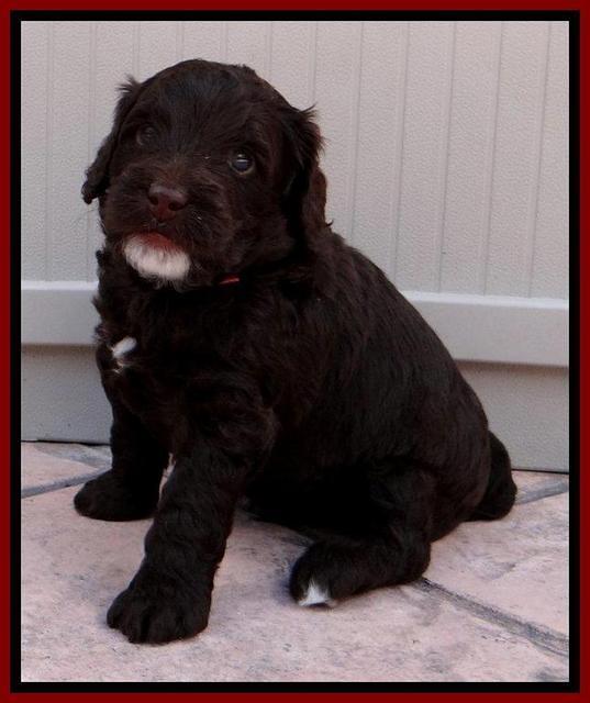 RC Red 4 wks 2012 (16)