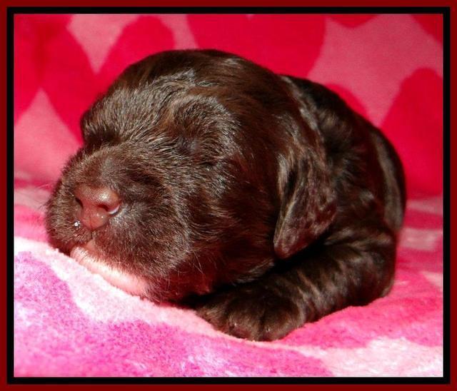 RC pups 2 wks 2012 (43)