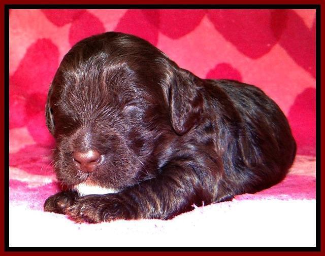 RC pups 2 wks 2012 (49)