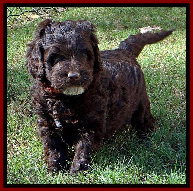 Roo Champ pups 6 wks old 42
