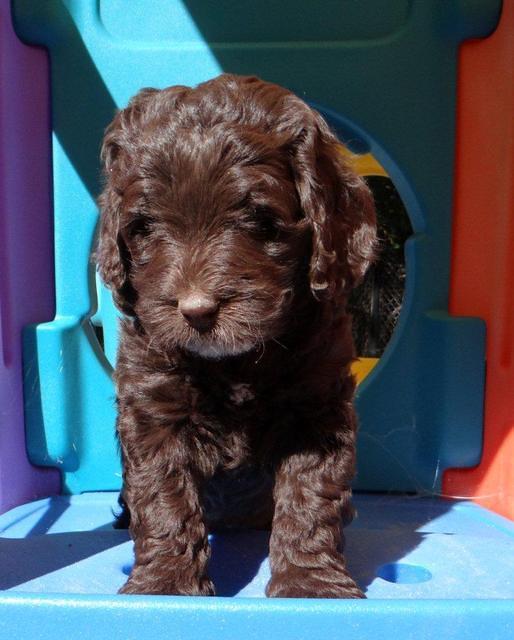Roo Champ pups 6 wks old 52