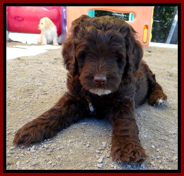 Roo Champ pups 6 wks old 72