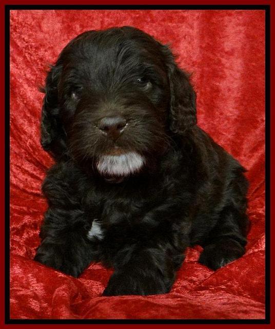 Roo Red 5 wks 2012 (2)