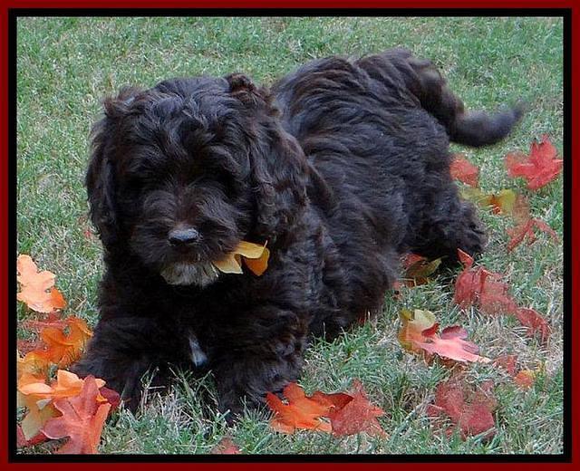 Roo Red 7 wks 2012 (5)