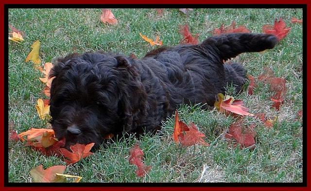 Roo Red 7 wks 2012 (6)