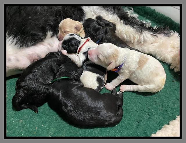 Oreo Benz One week old 71