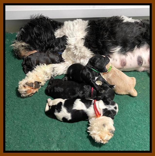 Oreo Benz One week old 81
