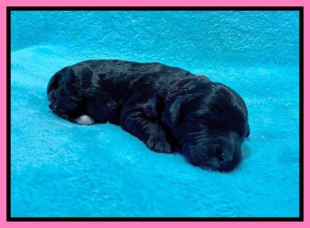 Oreo Benz One week old 11