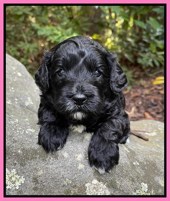 Oreo Benz pups 3 .5 wks old 11