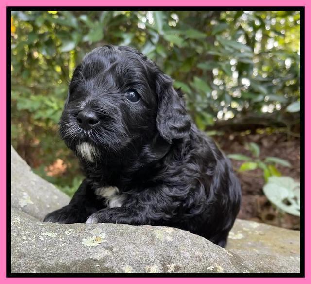 Oreo Benz pups 3 .5 wks old 21