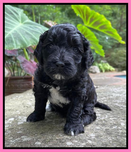 Oreo Benz pups 4 wks old 11