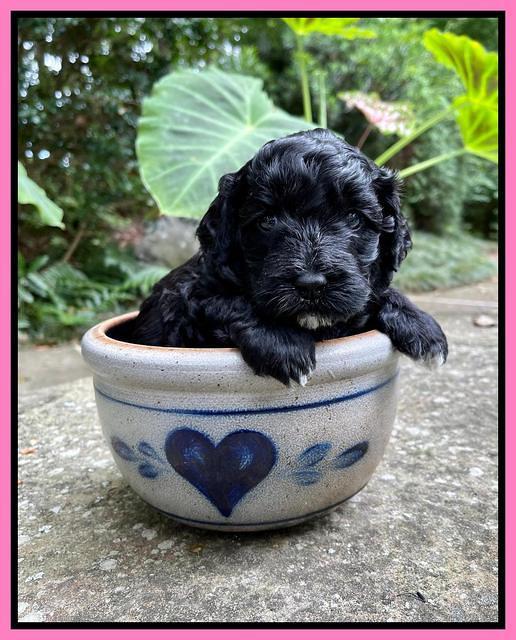 Oreo Benz pups 4 wks old 31