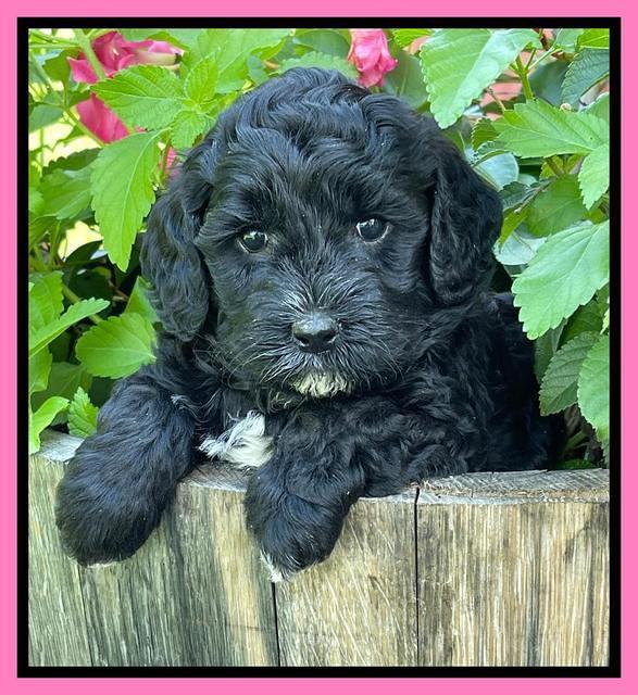 Oreo Benz pups 5 wks old 31