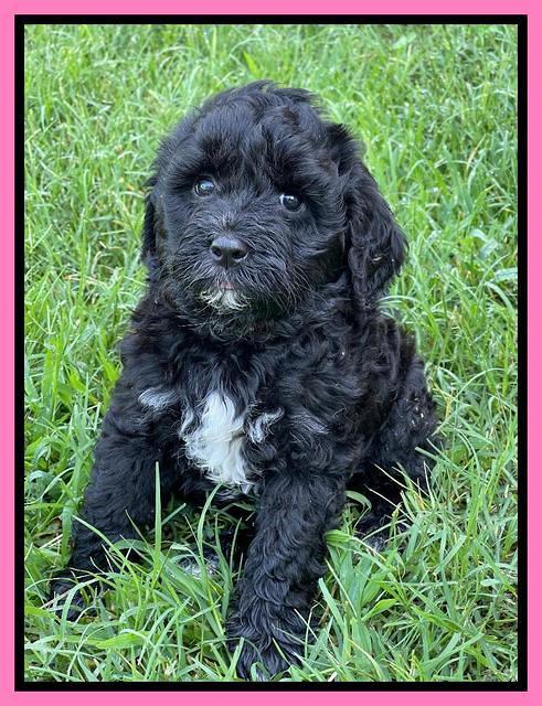 Oreo Benz pups 6 wks old 21