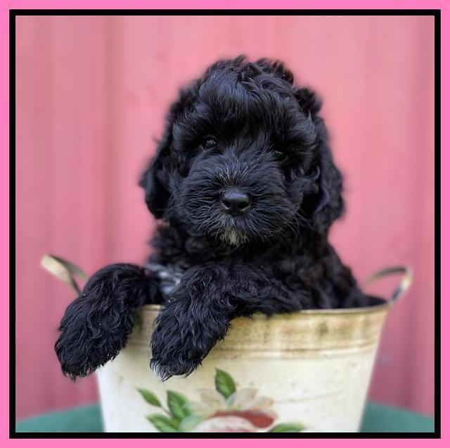Oreo Benz pups 7 wks old 41