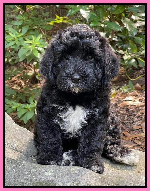 Oreo Benz pups 8 wks old 11