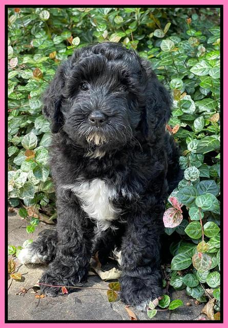 Oreo Benz pups 8 wks old 21