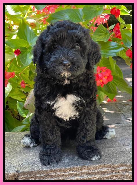 Oreo Benz pups 8 wks old 31