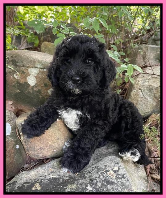 Oreo Benz pups 8 wks old 41