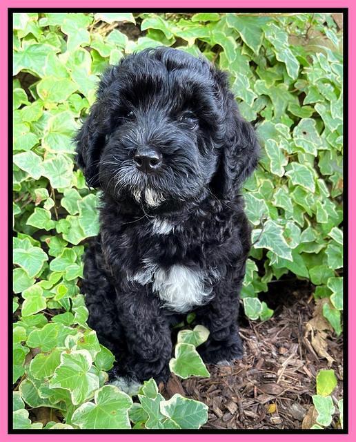 Oreo Benz pups 8 wks old 51
