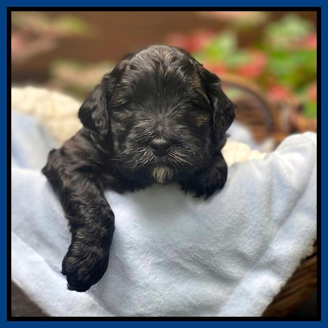 Oreo Benz 3 weeks old 21